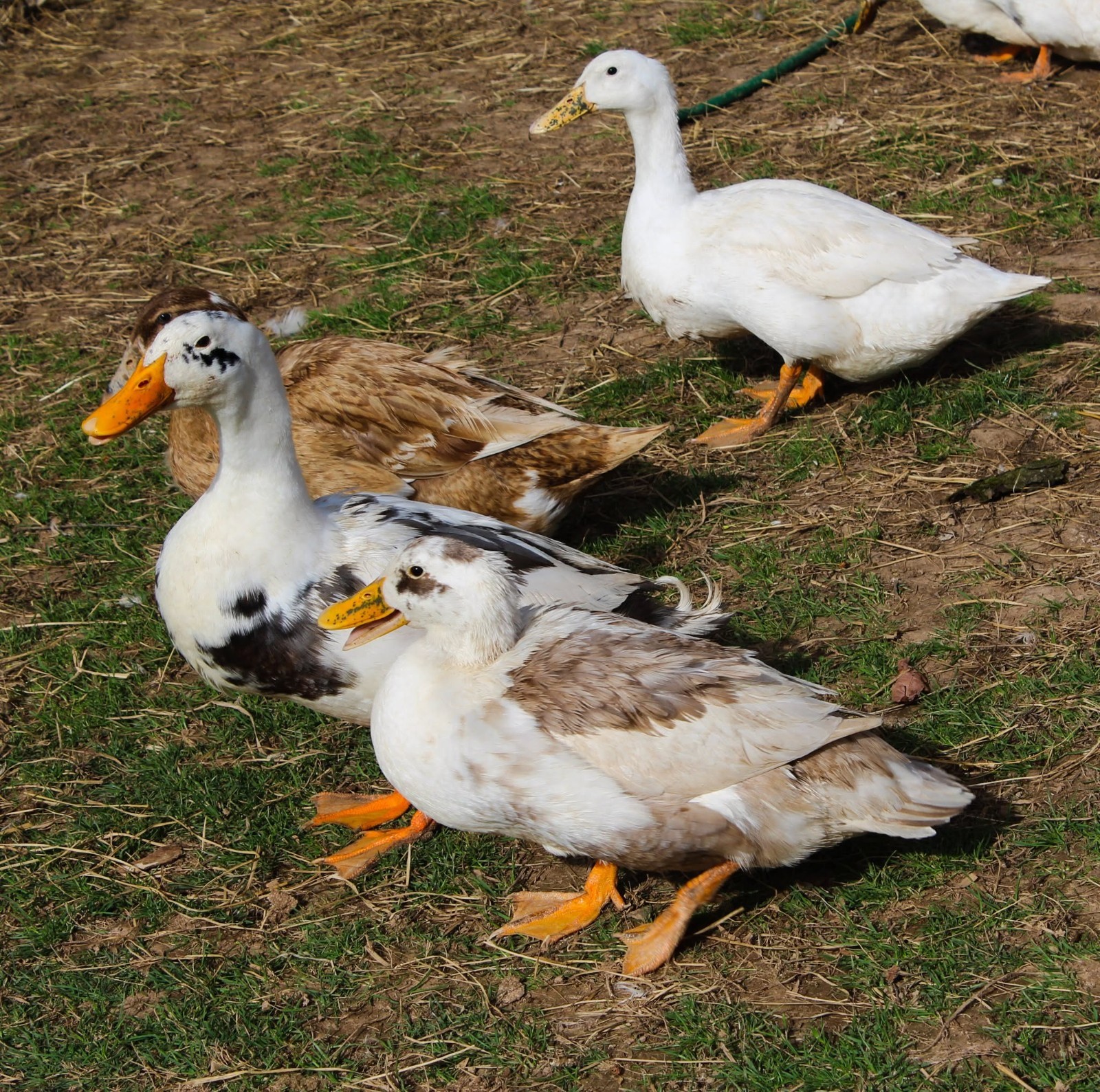 Half Dozen Ancona Duck Hatching Eggs-PA Shipping Only