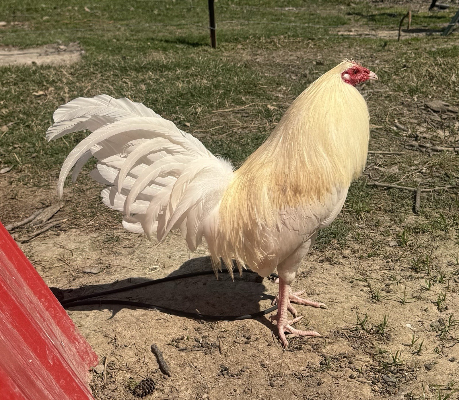 chicken hatching egg