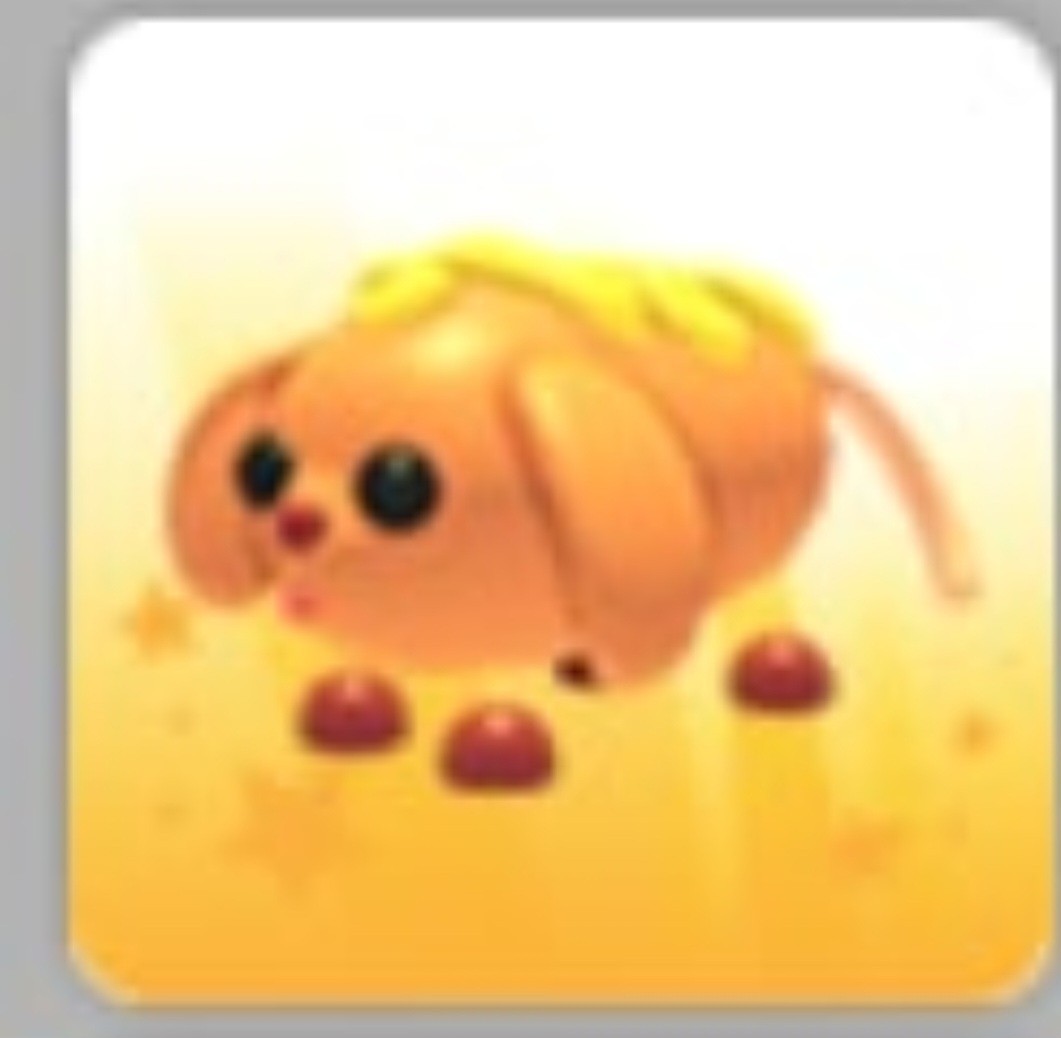 Corn Doggo | NFR | MFR | Adopt Now