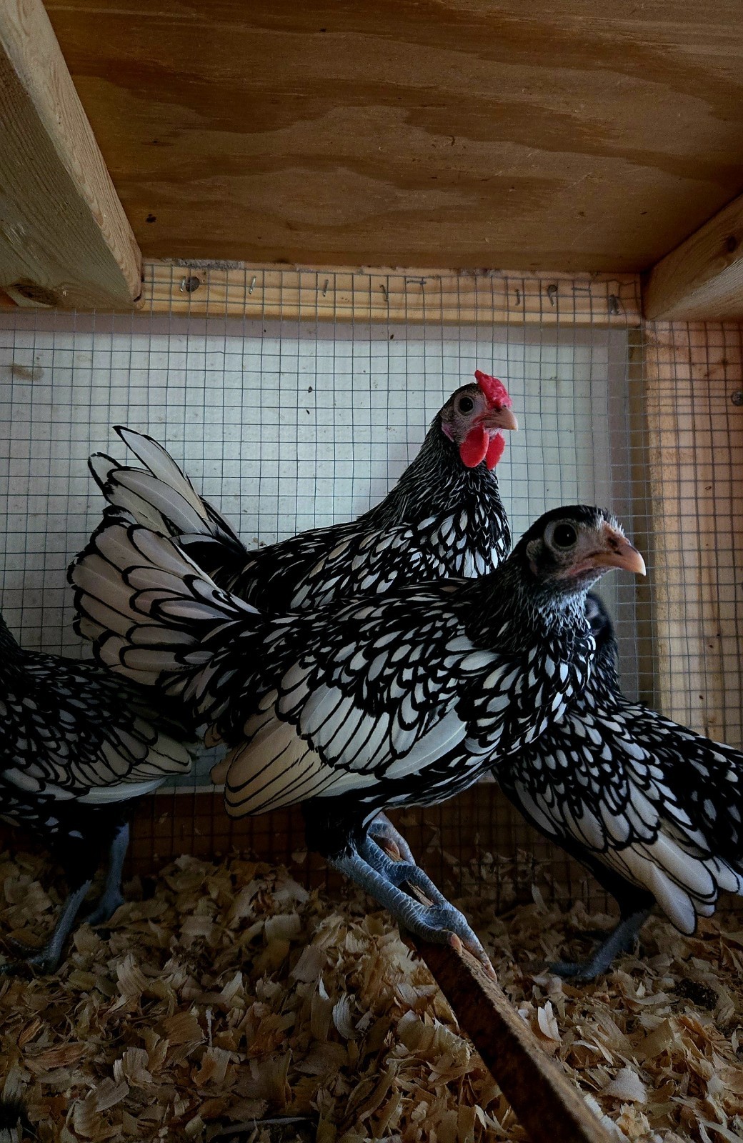 Silver Sebright Hatching Eggs (6) NPIP Certified Farm