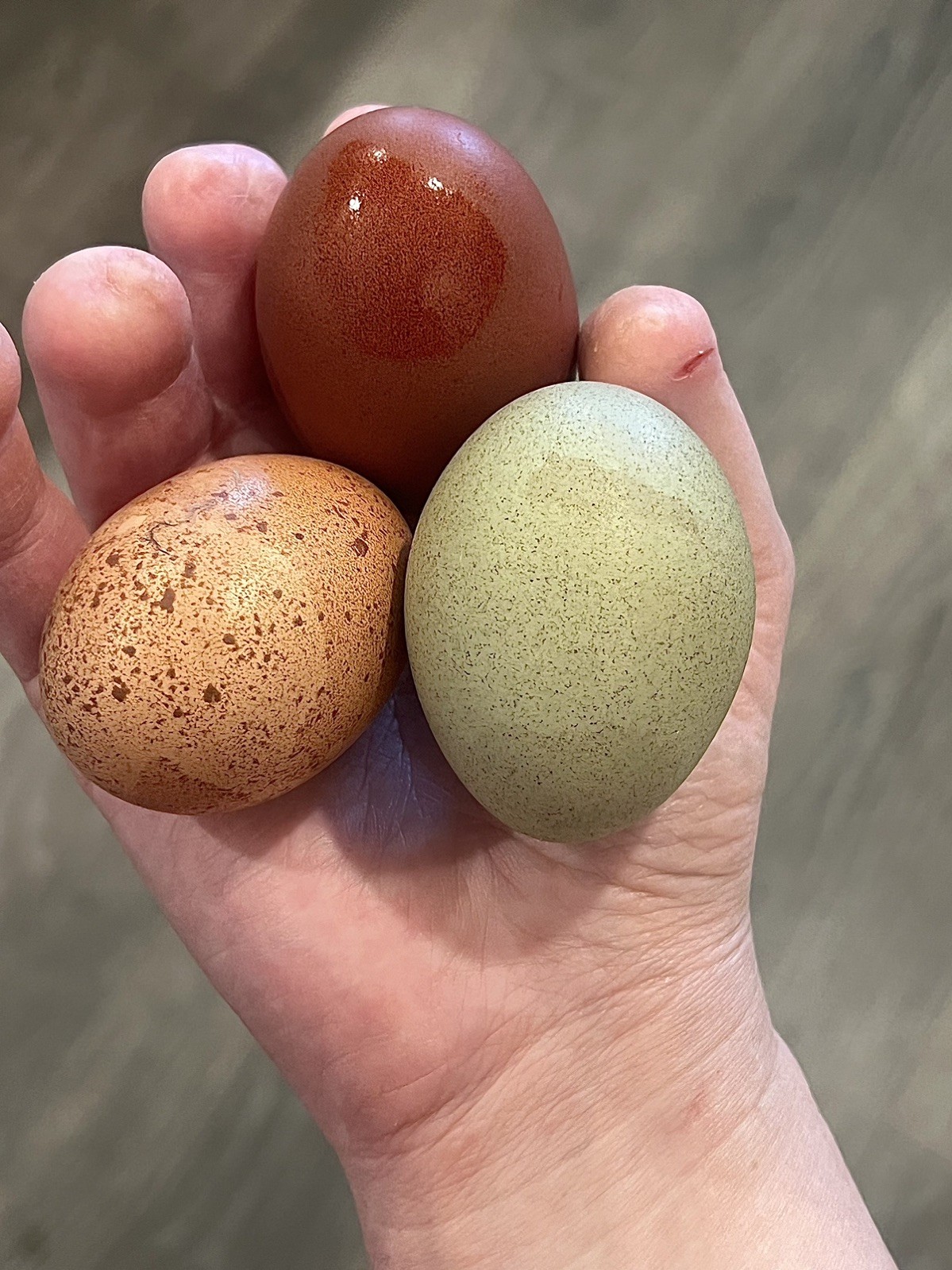 Speckled Galaxy Hatching EGGS Welsummers, Marans, Backcrossed Olive Eggers ✨🐣