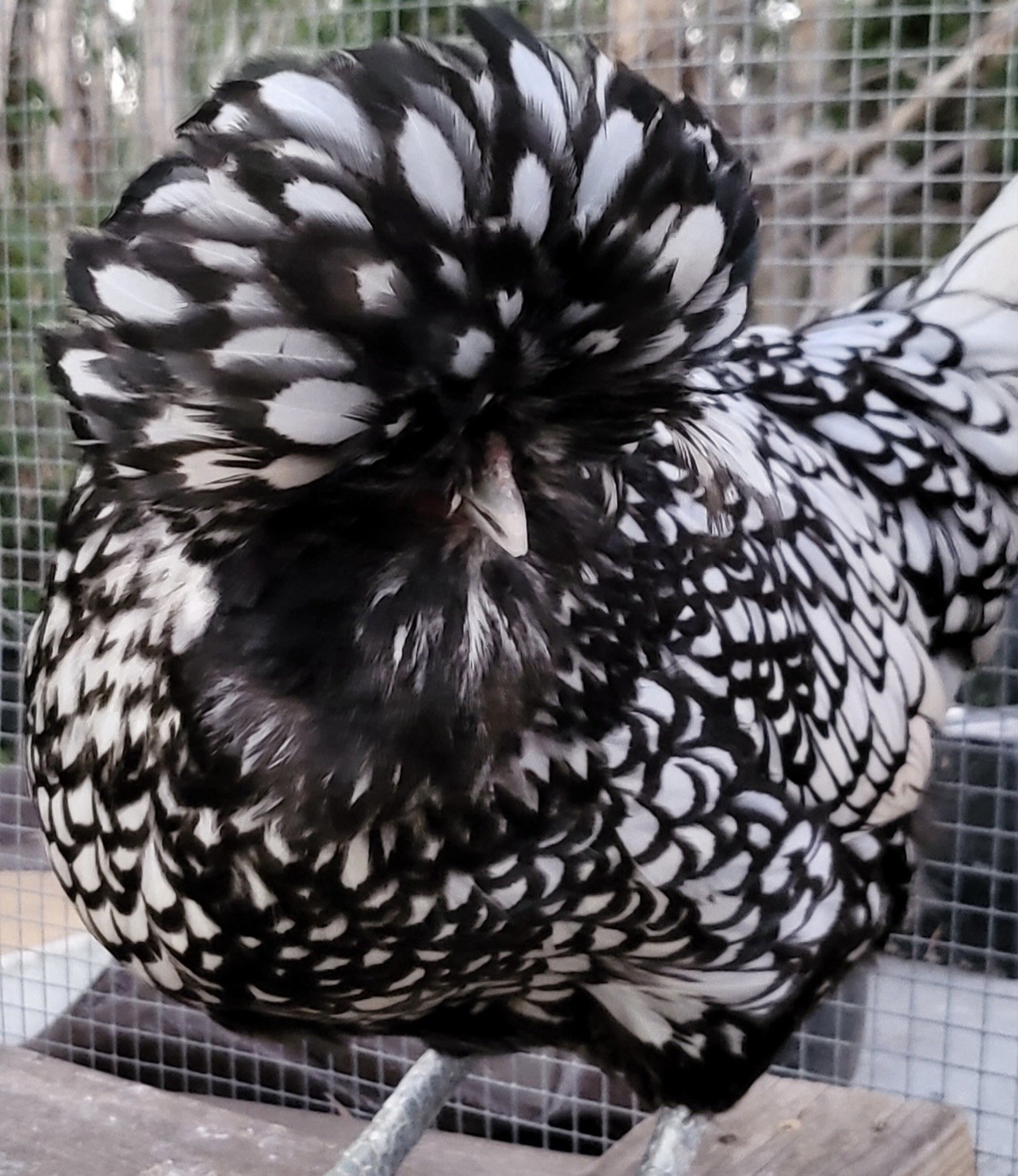 6 TOTAL -Polish Eggs-Silver Laced Large Fowl