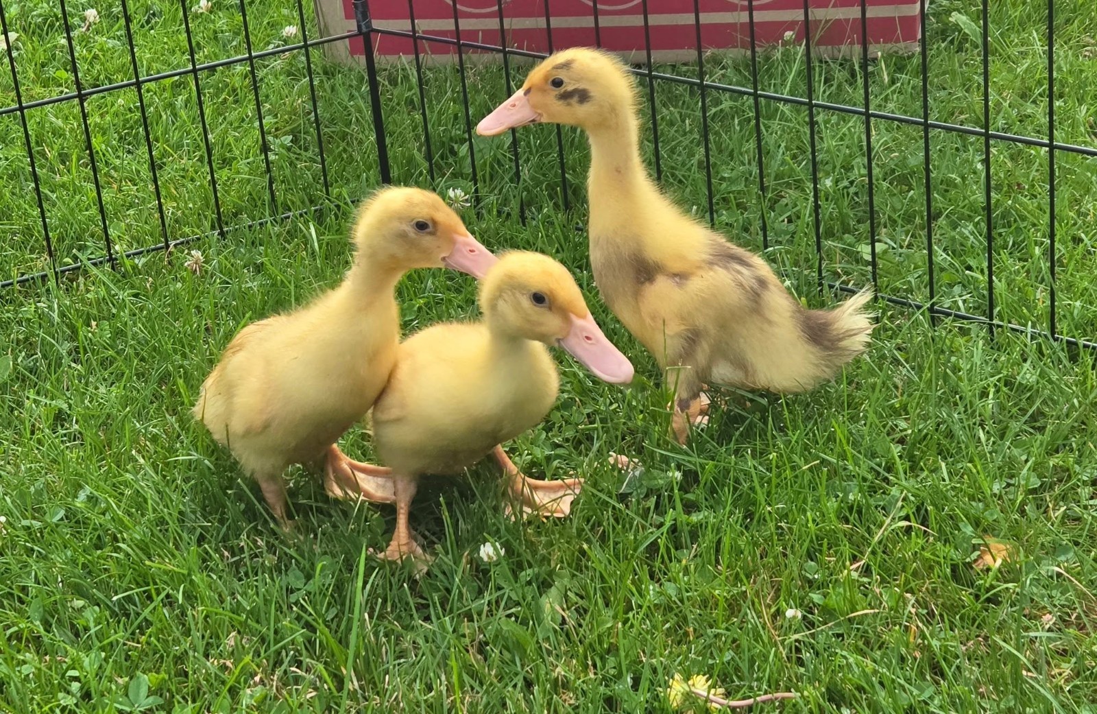 Half Dozen Ancona Duck Hatching Eggs-PA Shipping Only