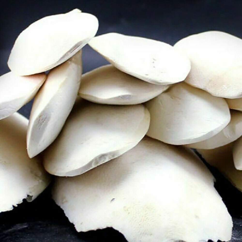 10-20Pc Cuttlebone for Birds Parrot Chewing Cuttle bone for Sharp Beaks 2.4-3.1"