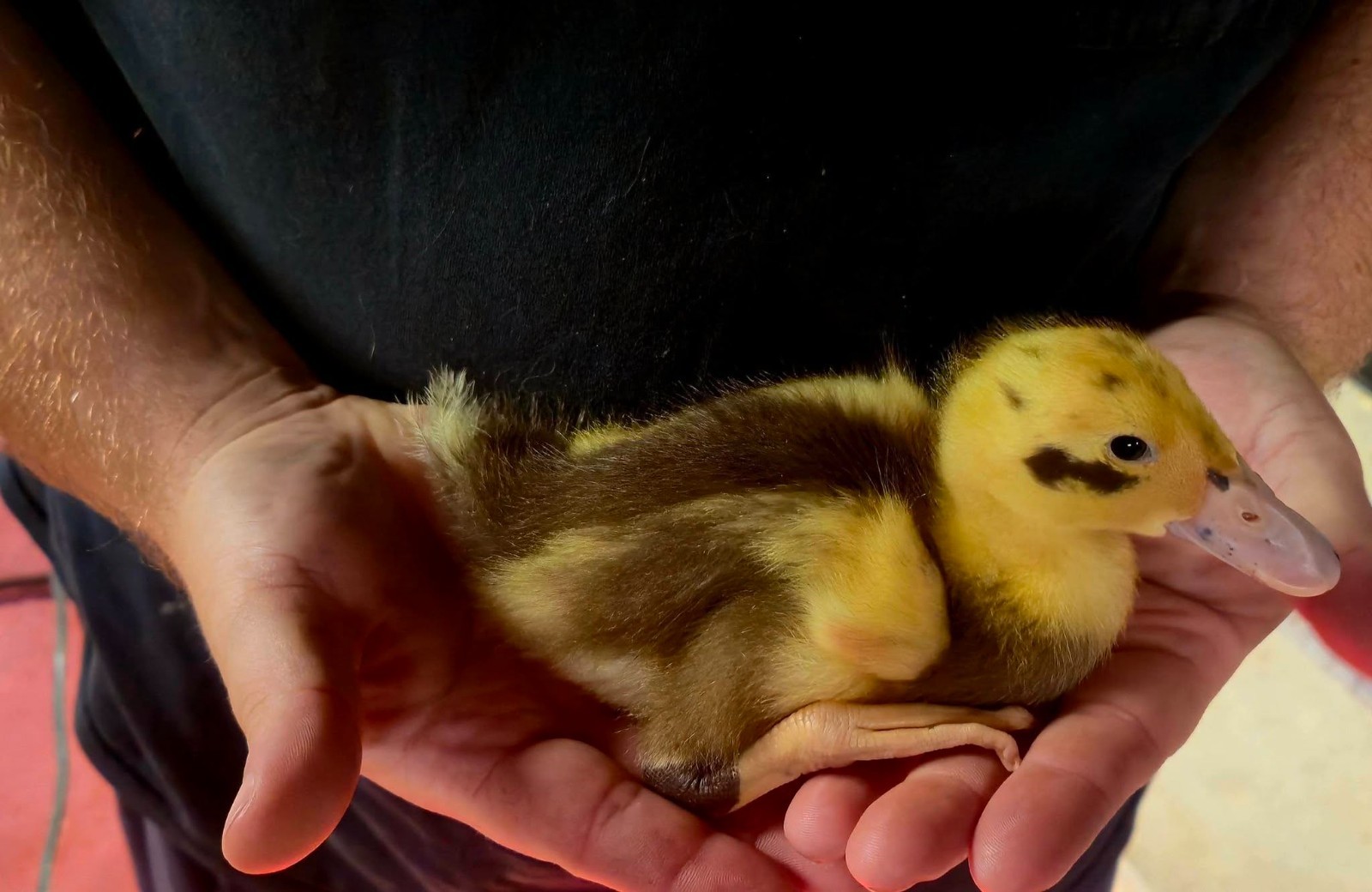 Half Dozen Ancona Duck Hatching Eggs-PA Shipping Only