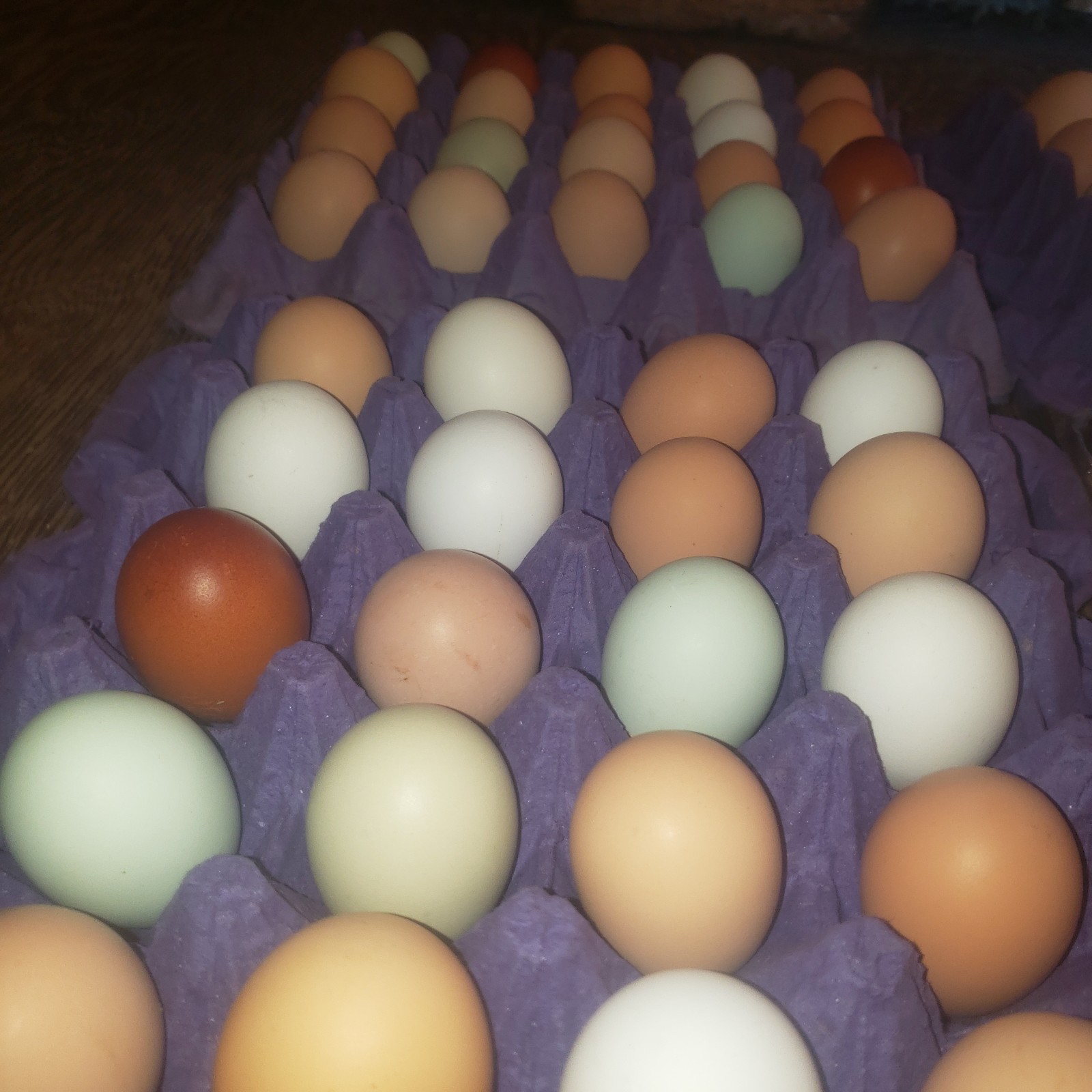 12 Rainbow Chicken Hatching Eggs Free Ranch Happy Chicken