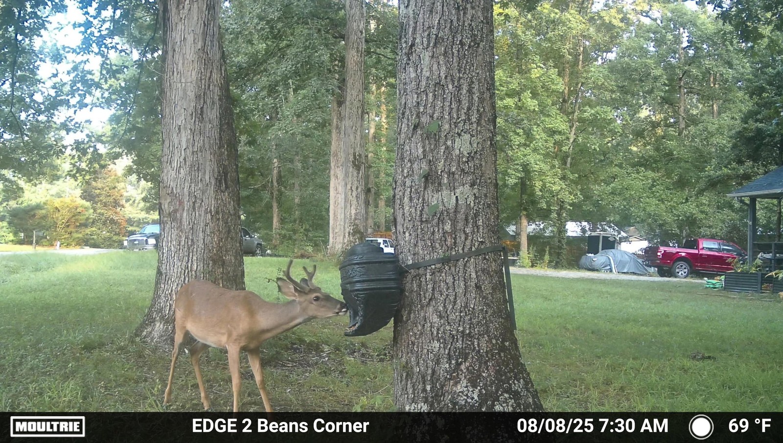 Moultrie Feed Bin - Gravity-Fed 6-Gallon Feed Bin - Easy Tree/Post Mount -40 ...