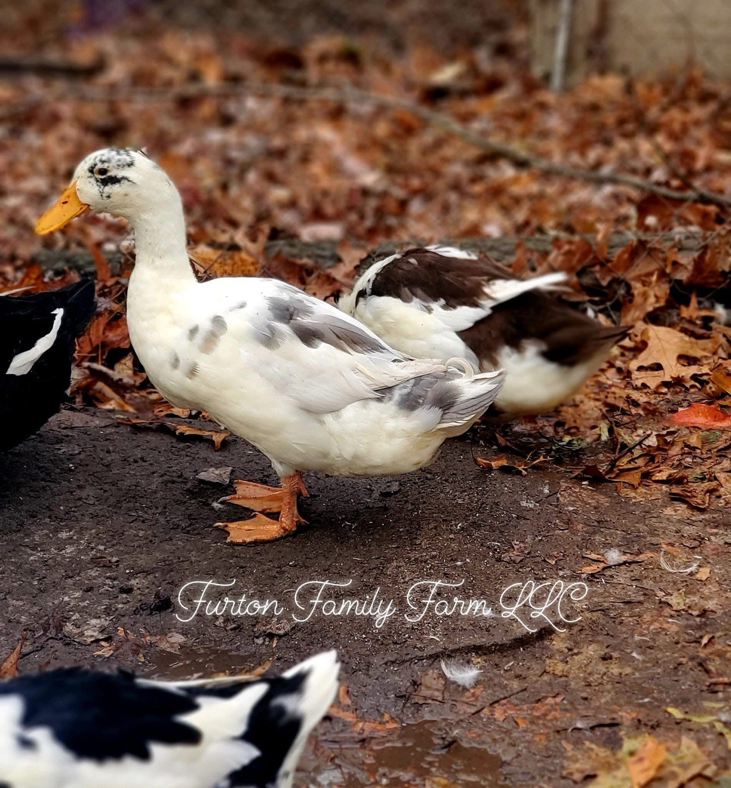 10 Crested Magpie Duck Hatching eggs *RARE*