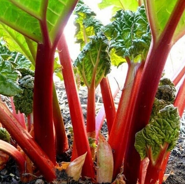 RHUBARB SEEDS 20+ "Victoria" perennial VEGETABLE garden FREE USA SHIPPING
