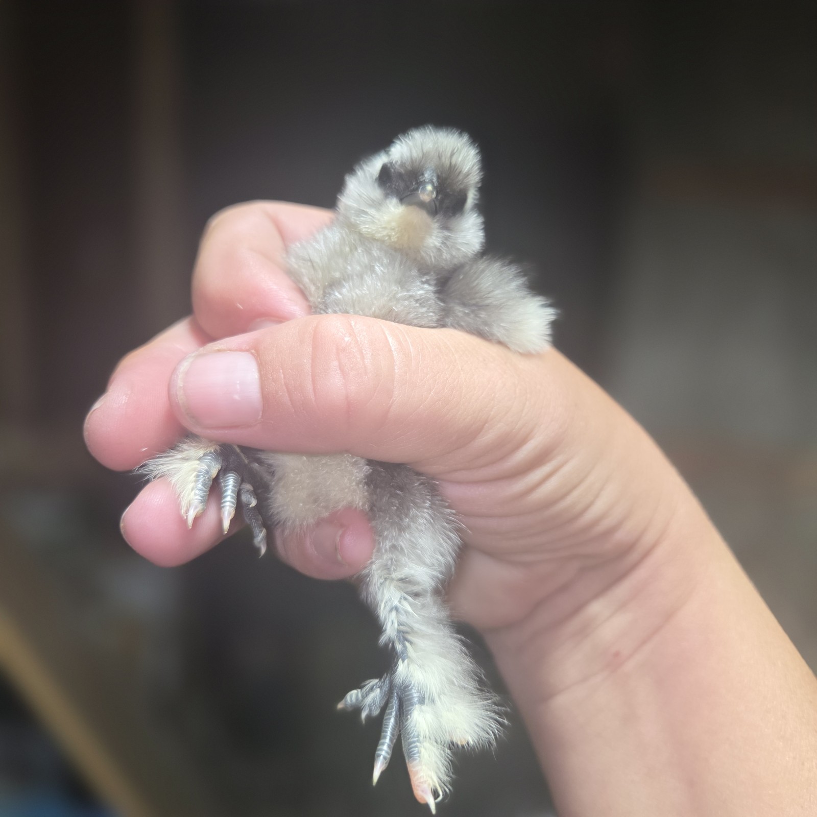 10+ Silkie Fertile Hatching Eggs Black, Splash, Gray, Satin, Chocolate, White
