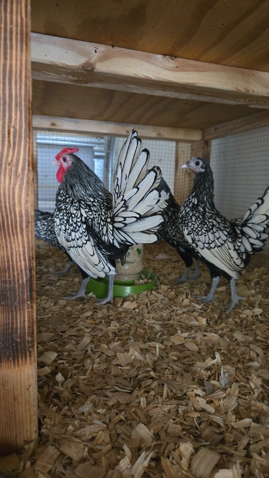 Silver Sebright Hatching Eggs (6) NPIP Certified Farm