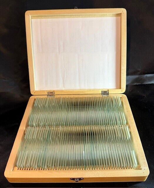 AmScope PS100E 100 Homeschool Biology Prepared Microscope Slides - Set E