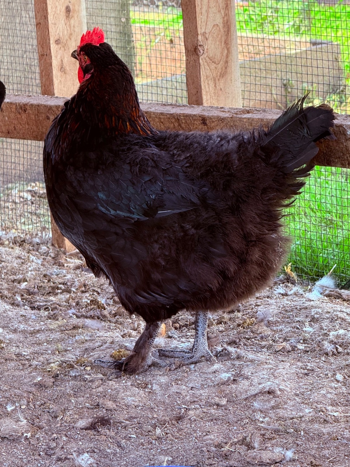 NPIP 12+ black copper maran eggs (6-8 range)