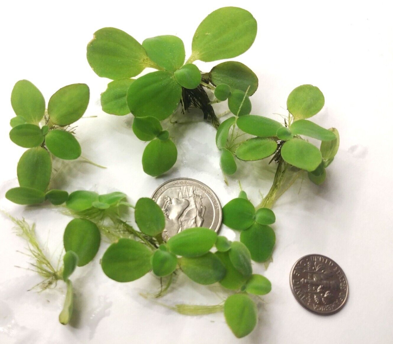 Dwarf Water Lettuce Floating Aquarium Aquatic Plant Pond Snail & Duckweed Free!