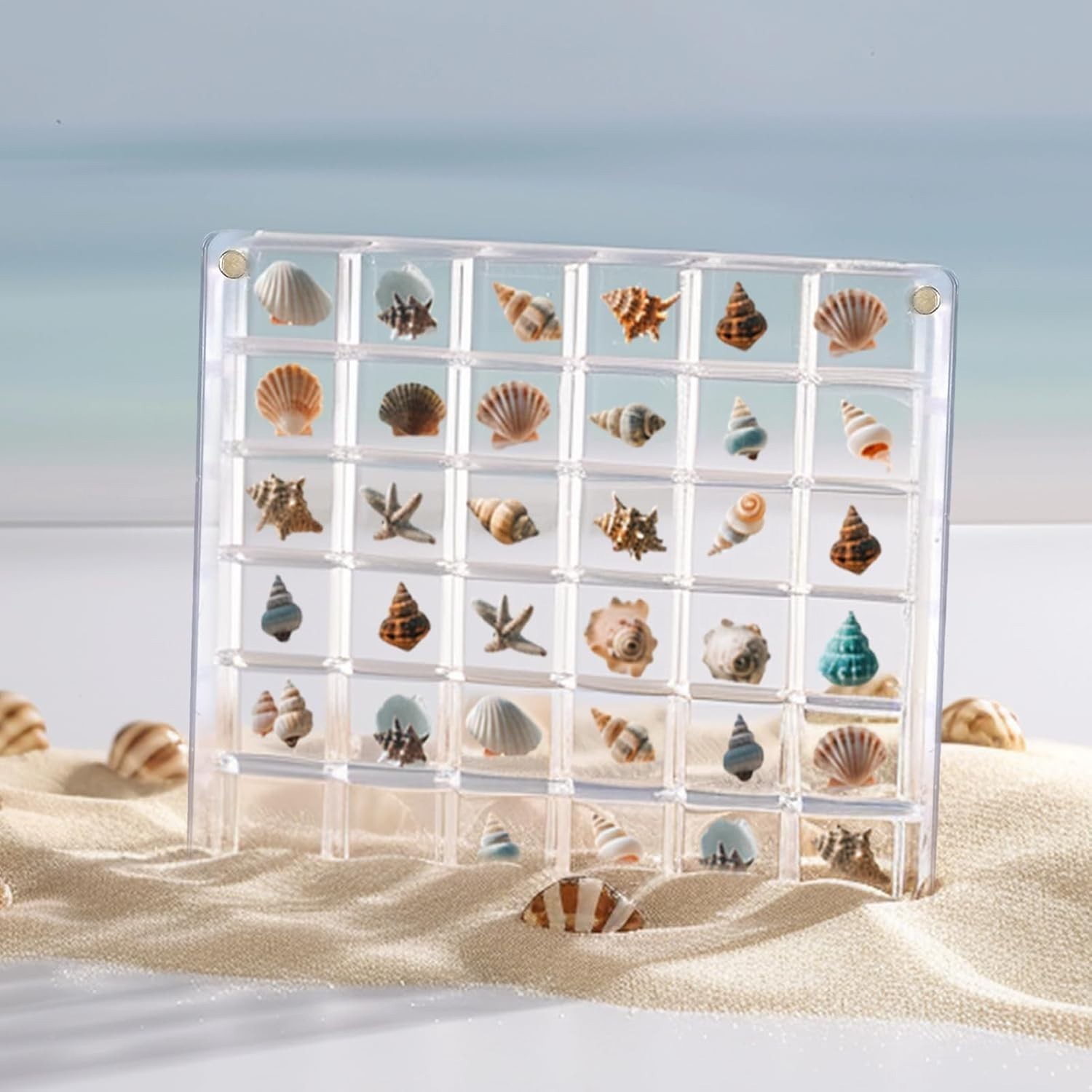 Clear Acrylic Magnetic Seashell Display Box Beach Shell 36 Grid Storage Case NEW