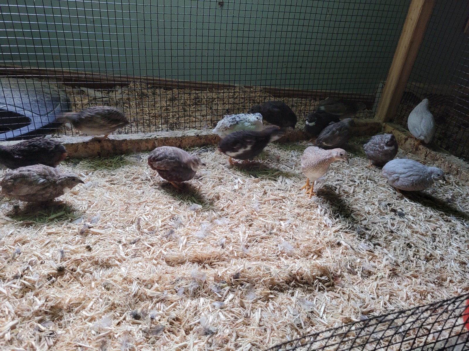 12+ Button Quail Hatching eggs