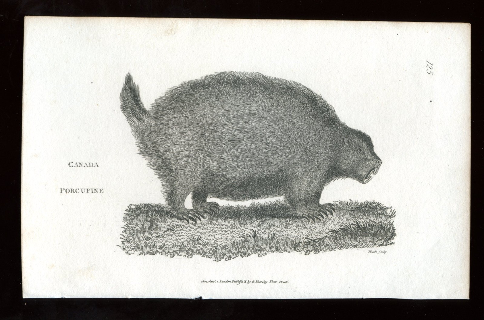 1801 Copper or Steel Engraving 5 1/2x8 1/2 Canada Porcupine  Plate125