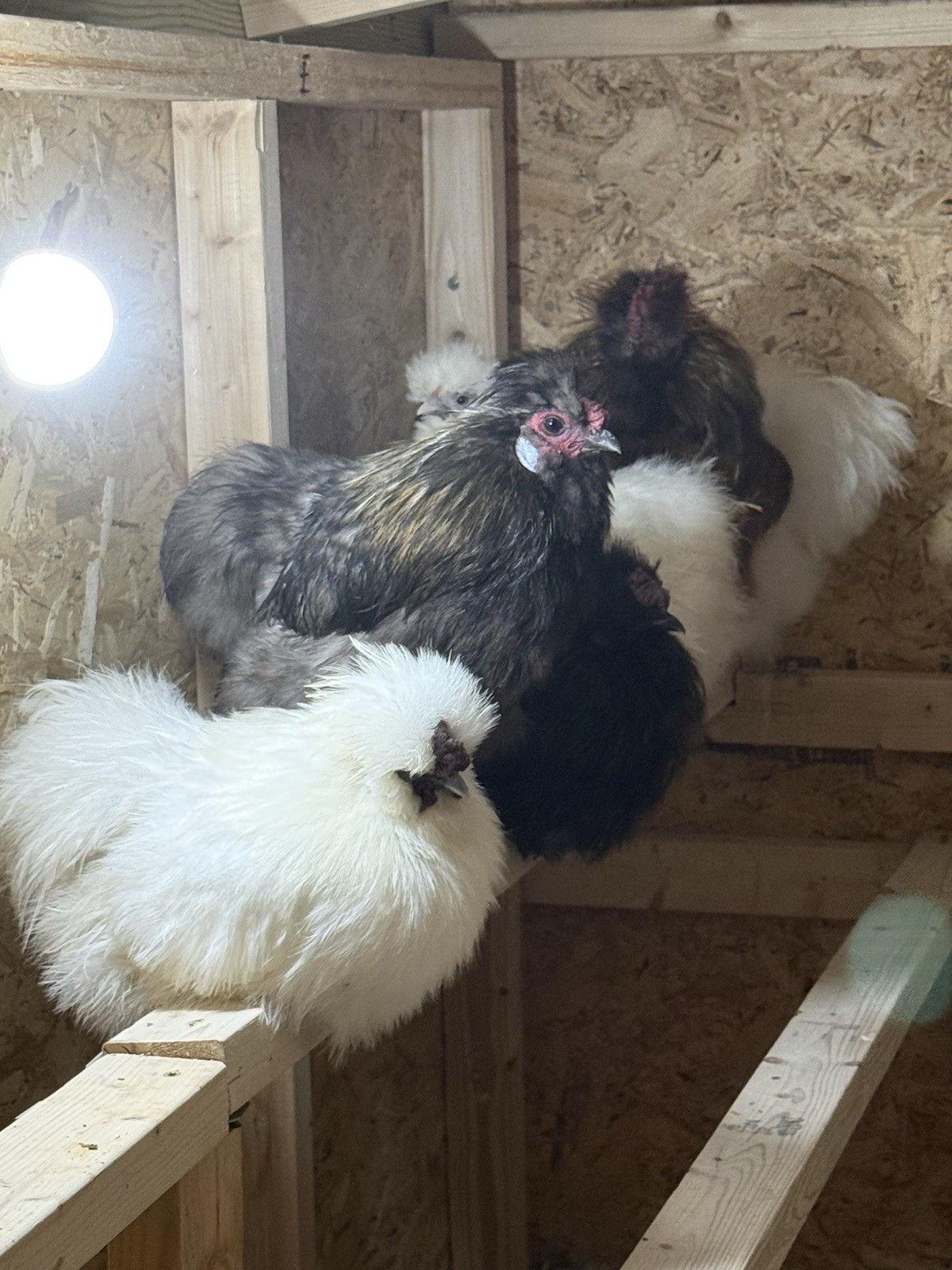 6 Silkie Hatching Eggs – Bearded, Fluffy, Show Quality Mix – Assorted Color