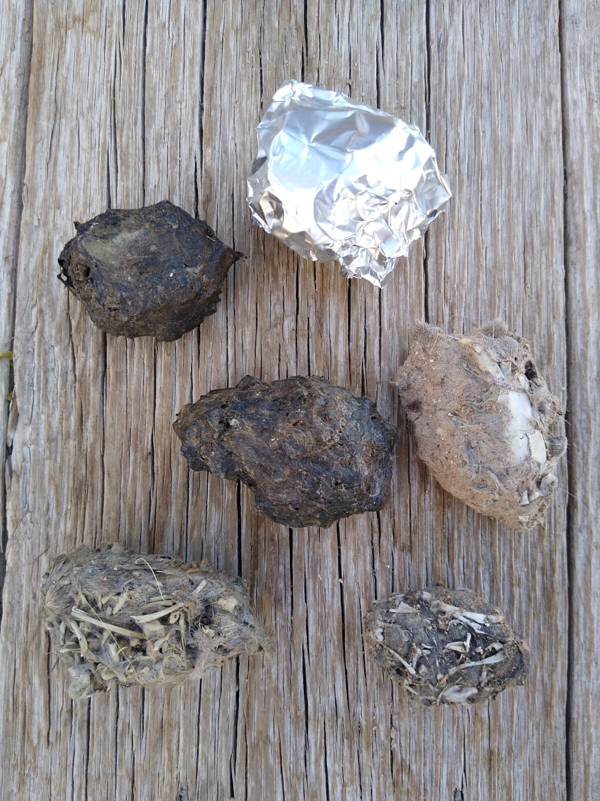 Six Medium (1-2") Barn Owl Pellets + Small Pkg Bones + Bone Chart. Phoenix AZ