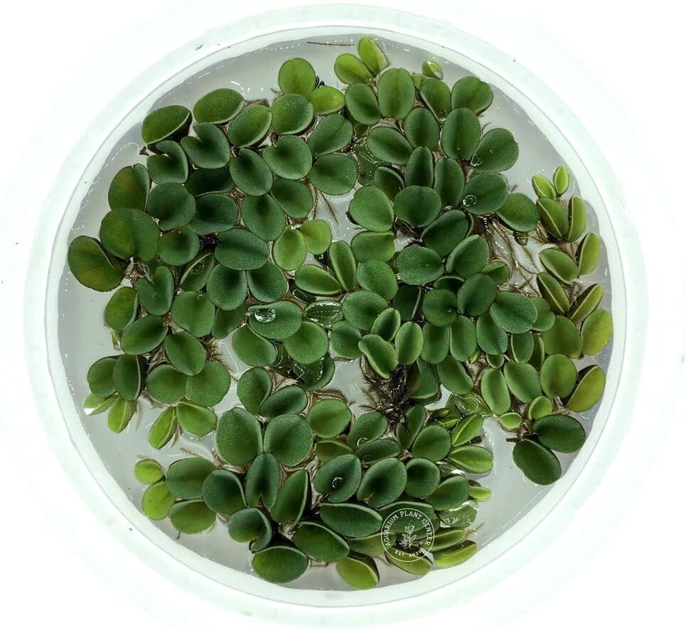 20++ Leaf Water Spangles Live Aquarium Plant Buy 2 Get 1 Free FREESHIP D