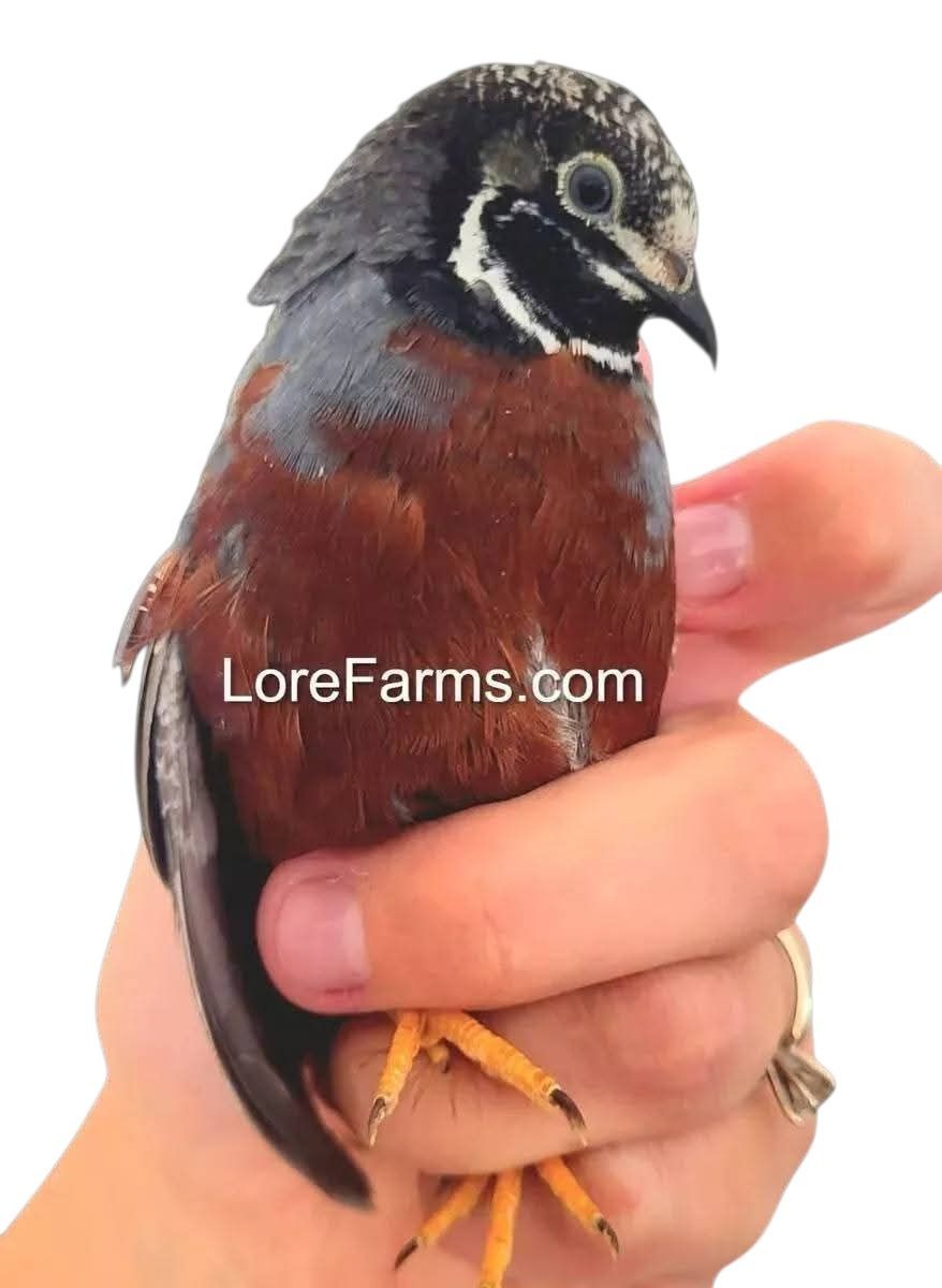 12 (+3EXT) ❤️LORE FARMS Button Quail Hatching Eggs Chinese Painted SPECIAL RARE