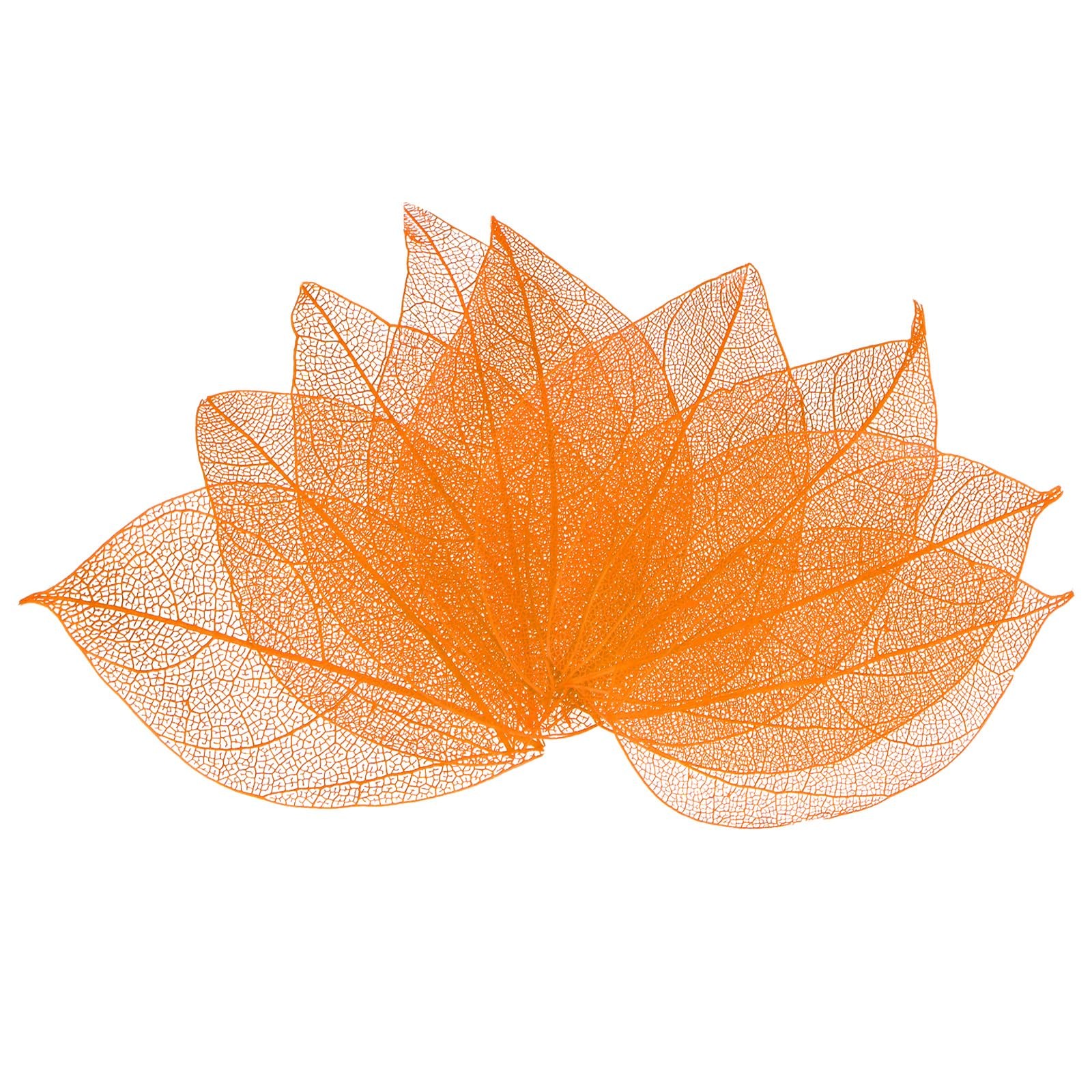 200 PCS Skeleton Leaves Natural Rubber Tree Dried Orange Resin DIY Crafts