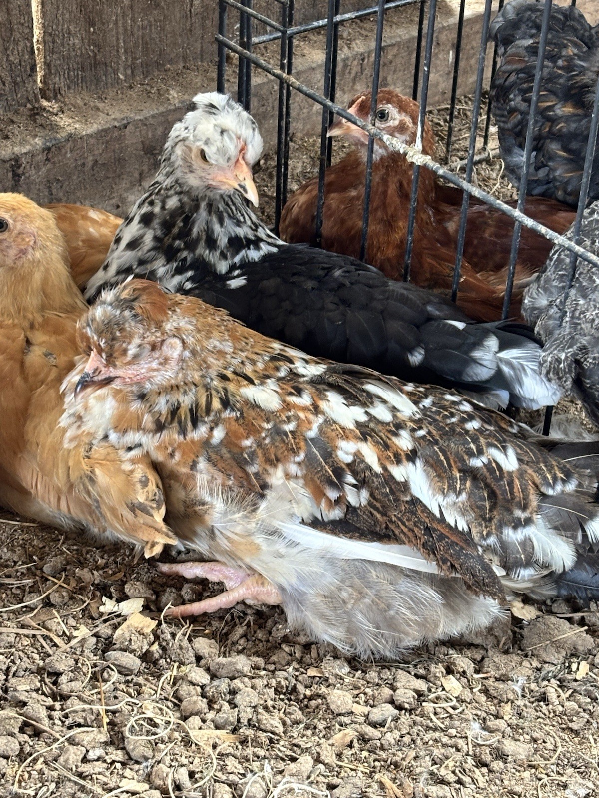 Fertile Hatching Swedish Flower eggs- Rare, Heritage breed