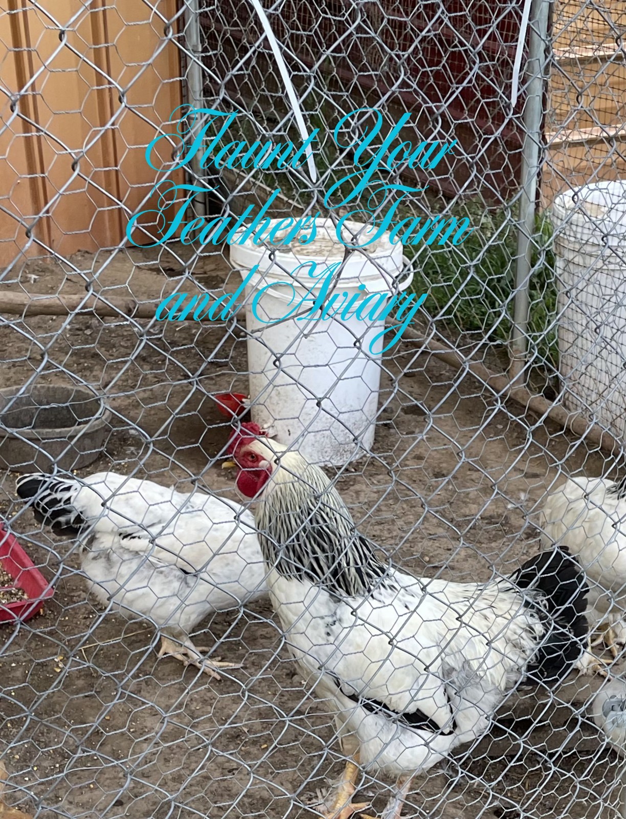 white and buff brahma hatching eggs $45 for 12 eggs