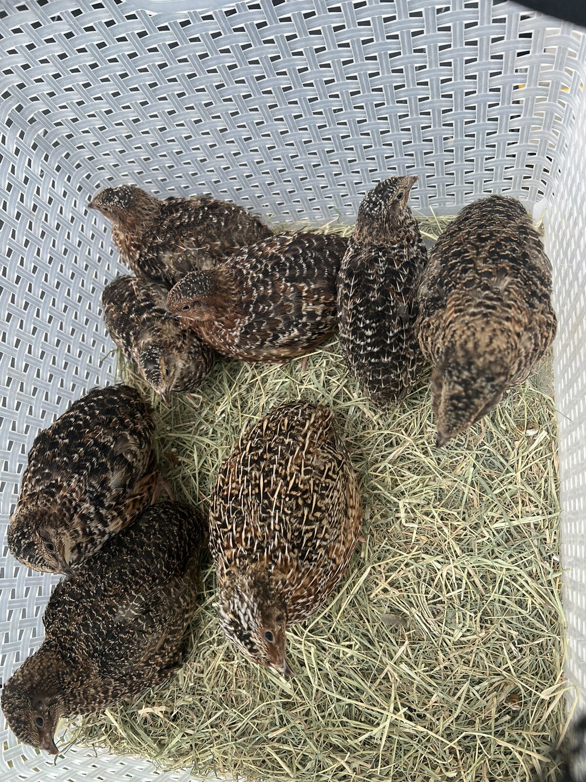 132 Jumbo Quail Hatching Eggs Rare Mix 11 Dozen