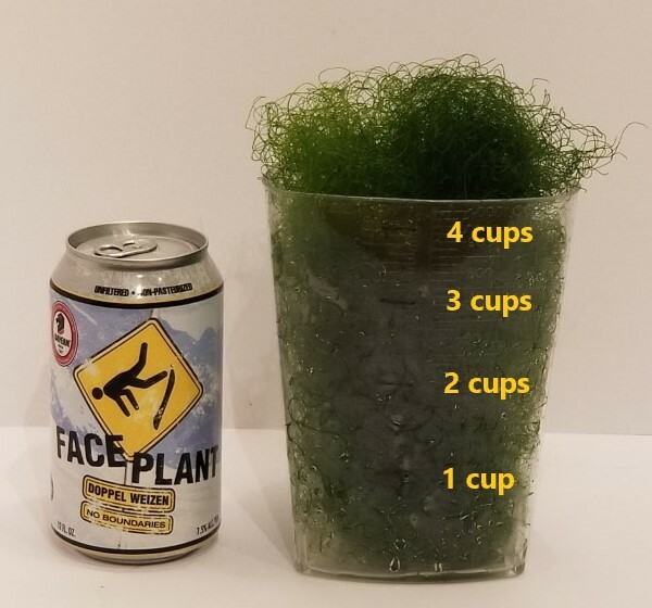 4 cups of Macro Algae Chaetomorpha Chaeto for Marine Aquarium Refugium Large Bag