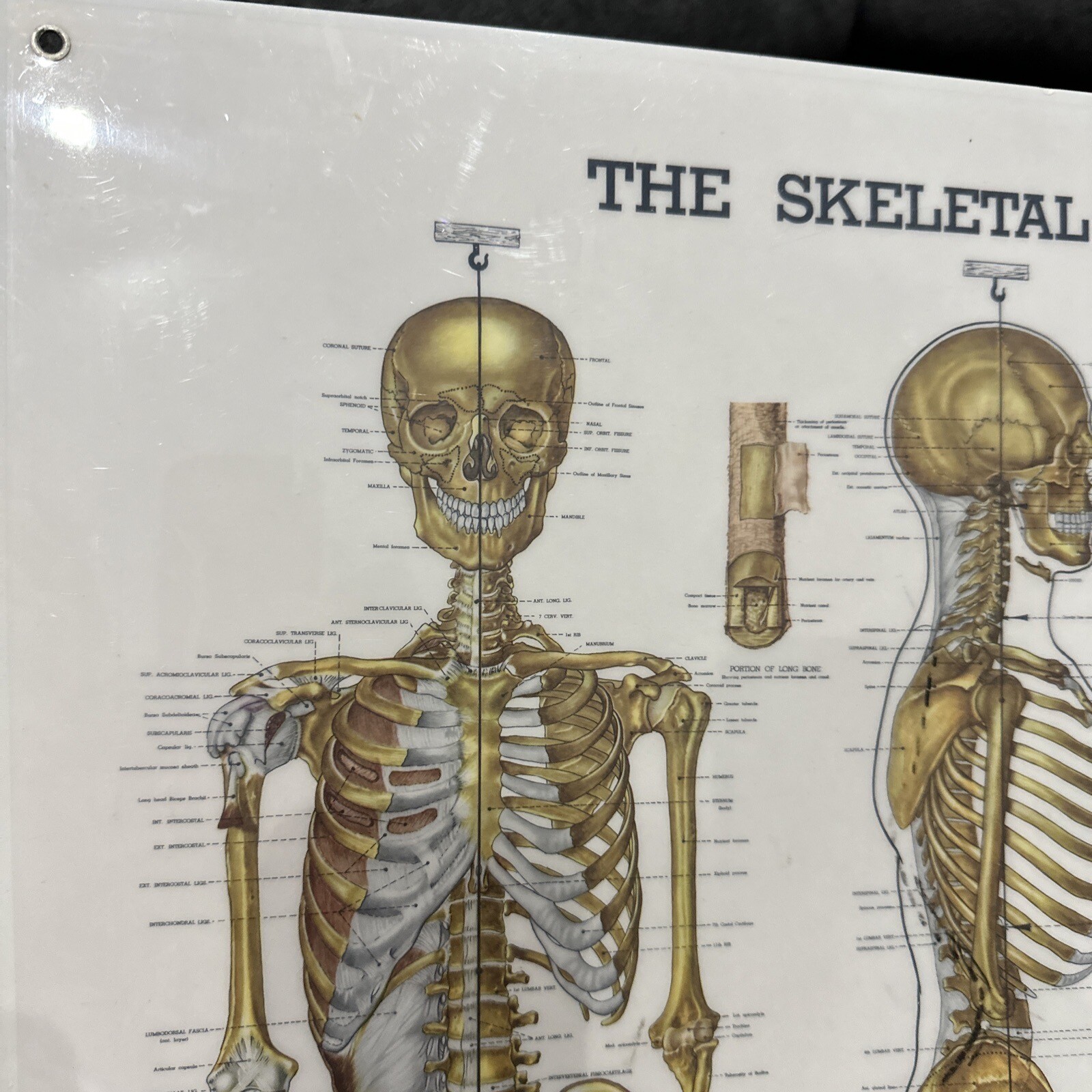 The Skeletal System Peter Bachin 1947 Original Vintage