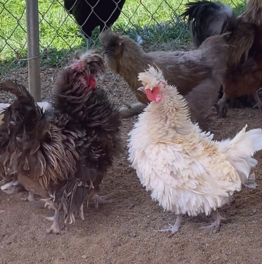 6 + 2 EXTRA EGGS !Polish chicken,Silky chickens,Serama Bantam,Hatching Eggs MIX