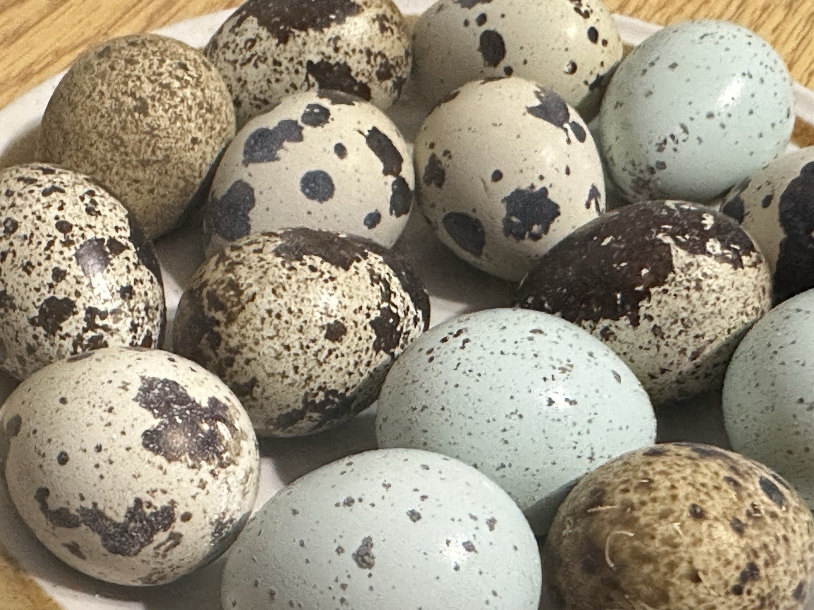 18+ Assorted Rare/Celadon Blue Mix Coturnix Quail Hatching Eggs