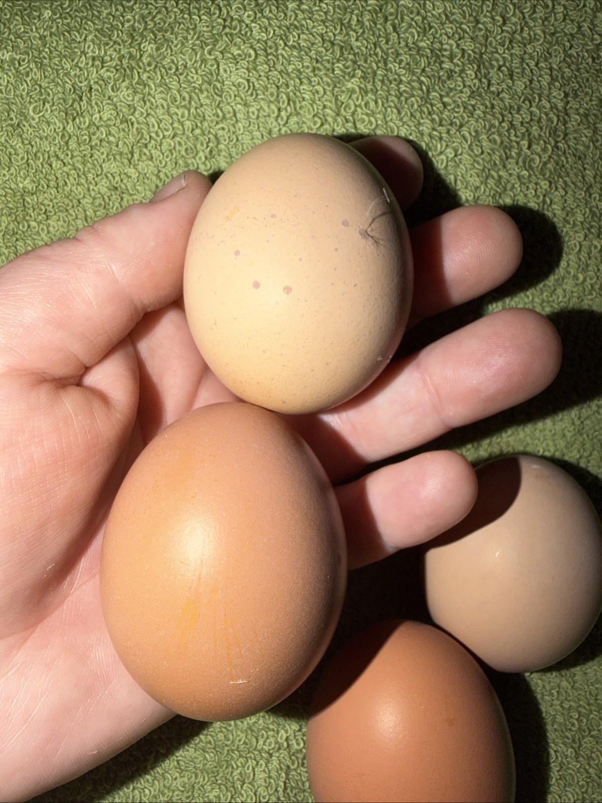 12+++ Brown Egg Layers Fertile Bundle