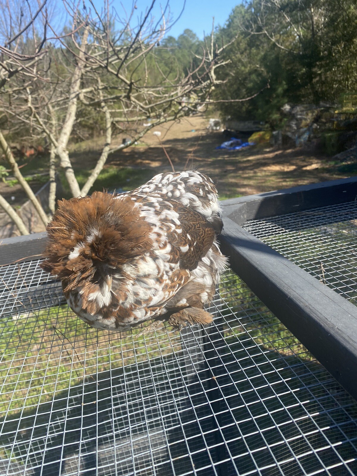 12+ Mille Fleur Satin Hatching Eggs NPIP & AI Clean