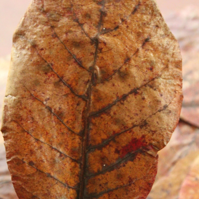 Indian Almond Leaves A+ Catappa Ketapang Leaf Shrimp Betta Fish Aquarium Care