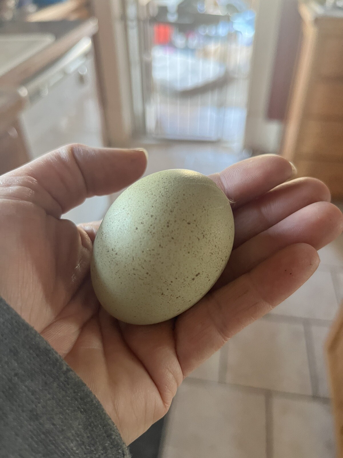 Hatching Eggs OLIVE 6+ extras EE Marans Olive / Mint / Sage / Green Rainbow