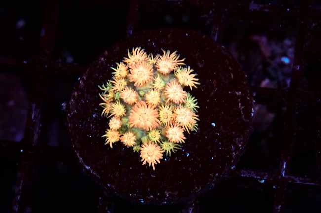 Bright Firecracker Goniopora WYSIWYG - SAQ Coral Farm