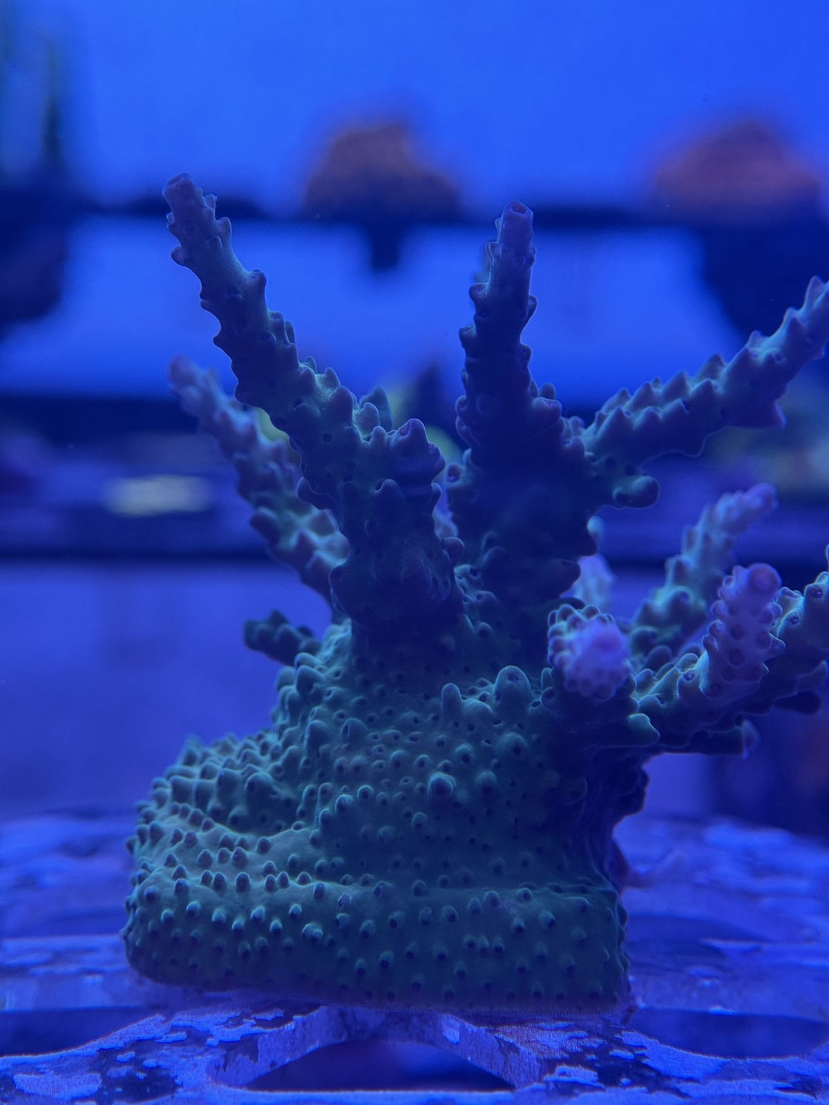 Livestock (Corals) - Acropora Coral - Miyagi Tort (WYSIWYG)