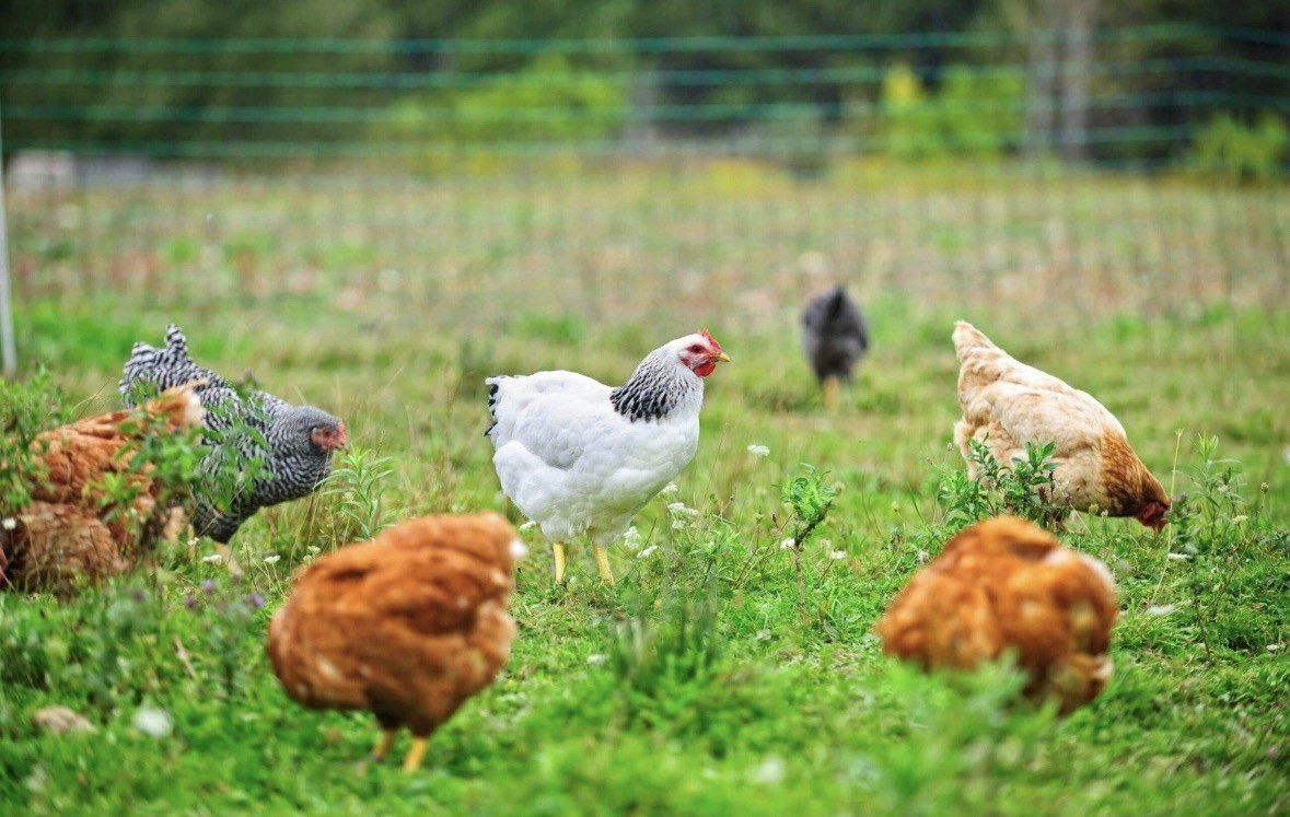 Backyard Poultry Medicine
