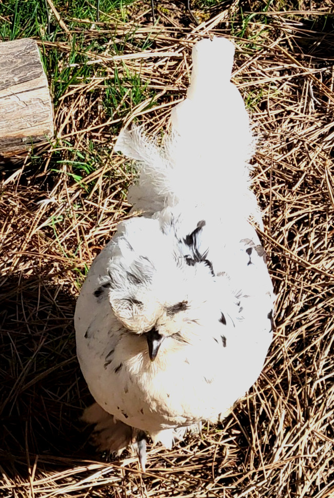 10+ BEAUTIFUL Silkie Hatching Eggs . Show Quality!