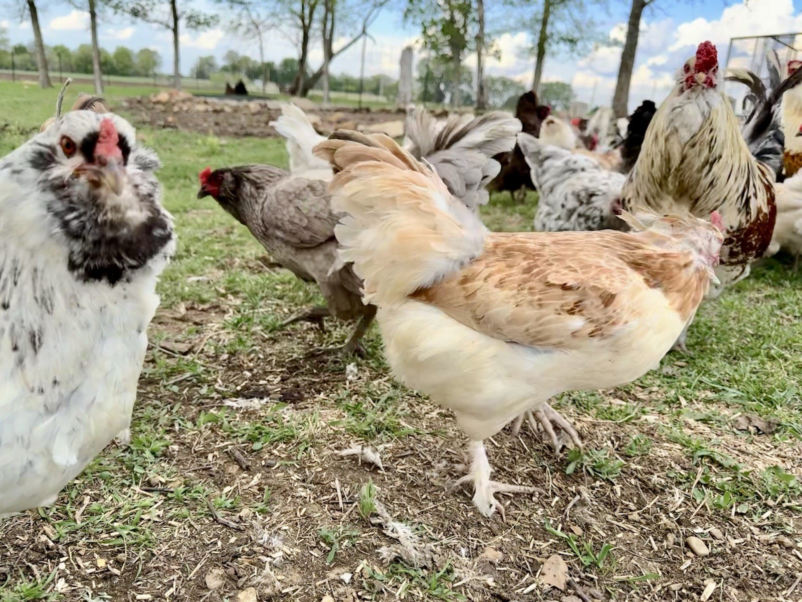 12+ Chicken Hatching Eggs Ameraucana, Easter/Olive Egger, Faverolles, Marans