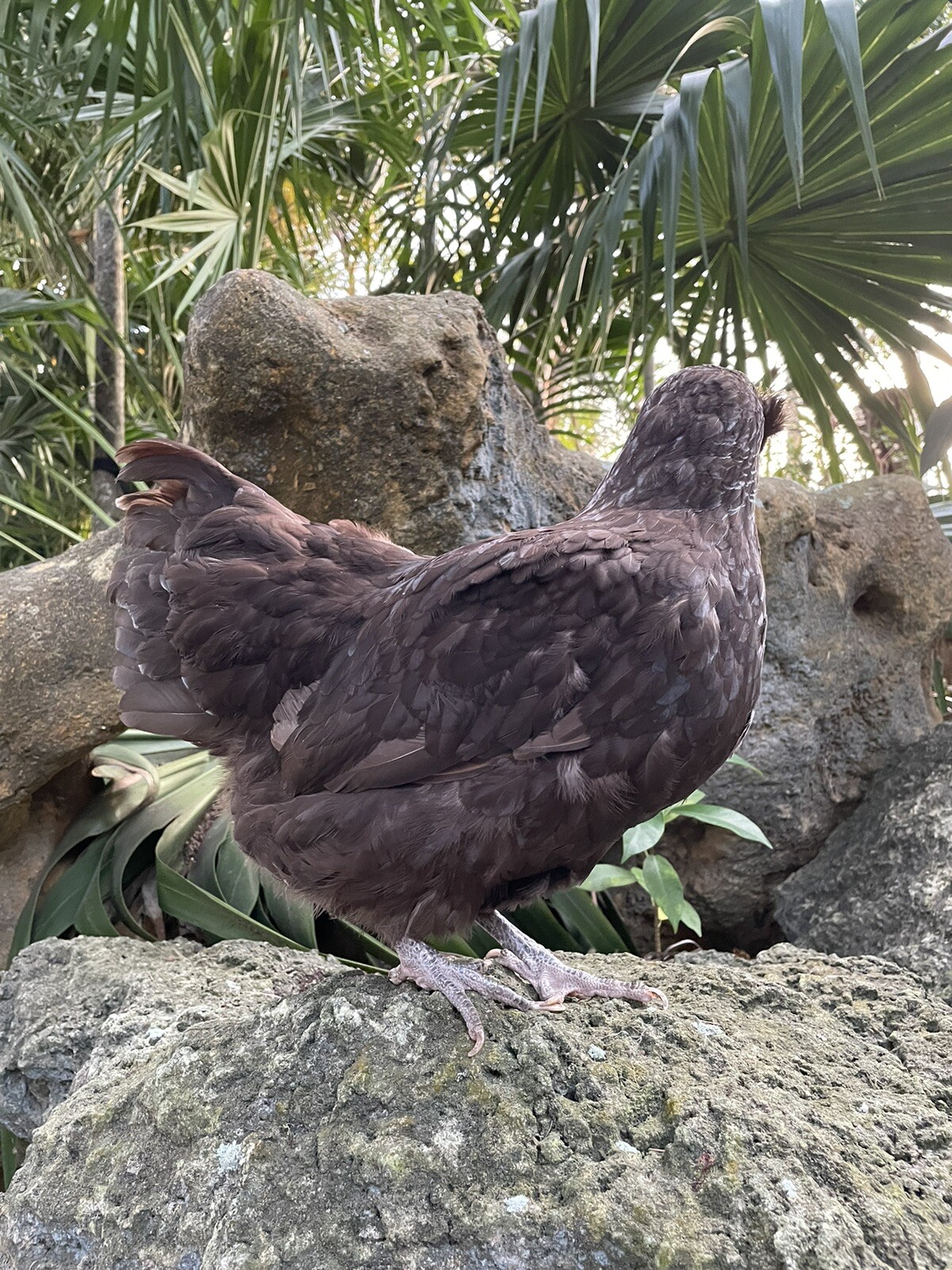 (6) Mauve and Chocolate Ameraucana Hatching Eggs - Possible Mottled Split!