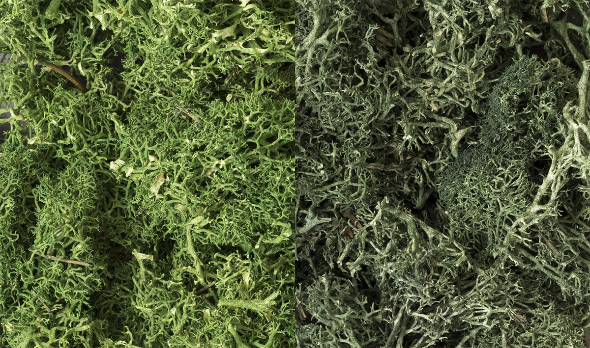 Woodland Scenics ~ New 2026 ~ Lichen ~ Dark Green Mix ~ 173 Cubic Inches ~ L168