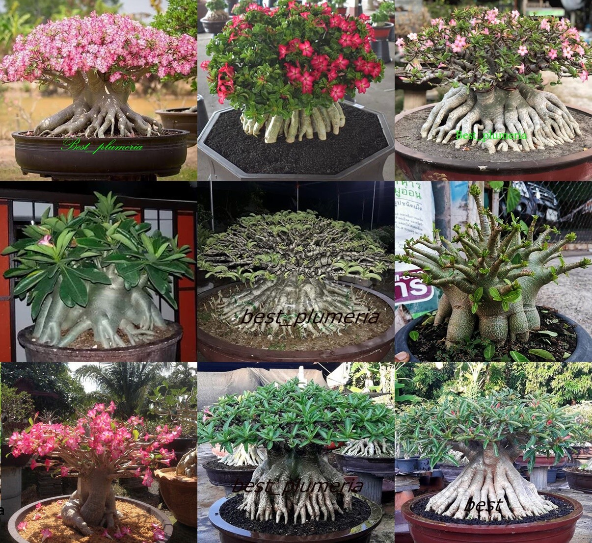 New! Adenium Arabicum  " Mixed 9 TYPES " 505 Seeds RARE!!