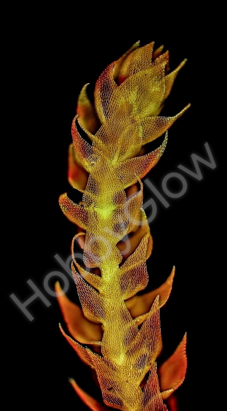 HobbyGlow Fluorescence Collection ,Full 5 Reagent Staining Suite (30ml Each)