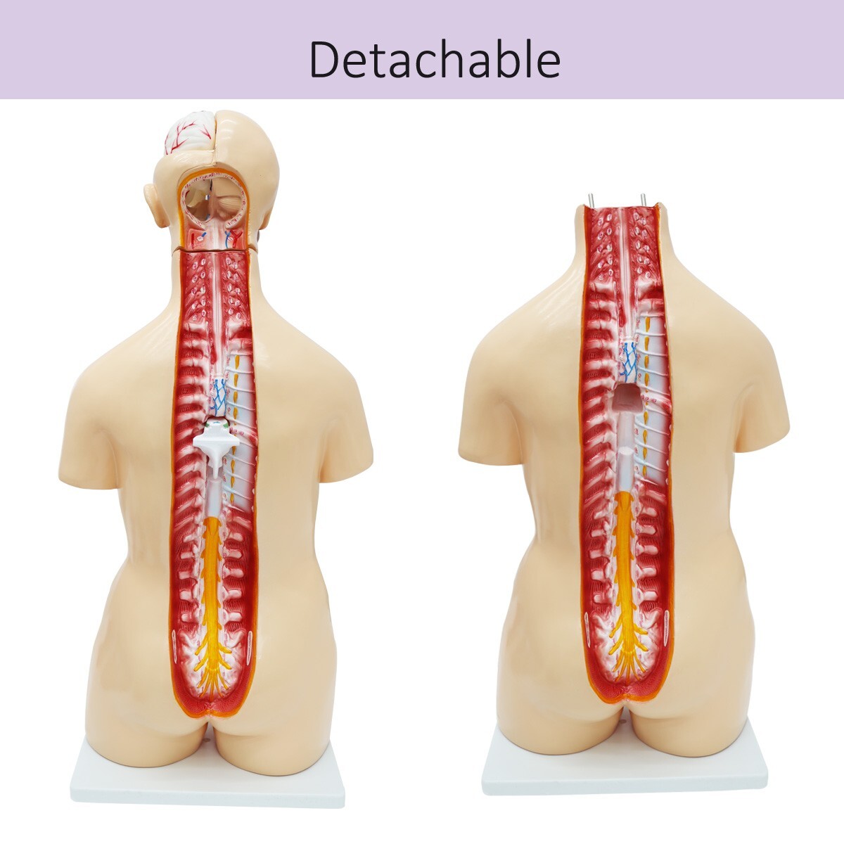 25 Pieces Replaceable For Men and Women Human Torso Model Detachable PVC