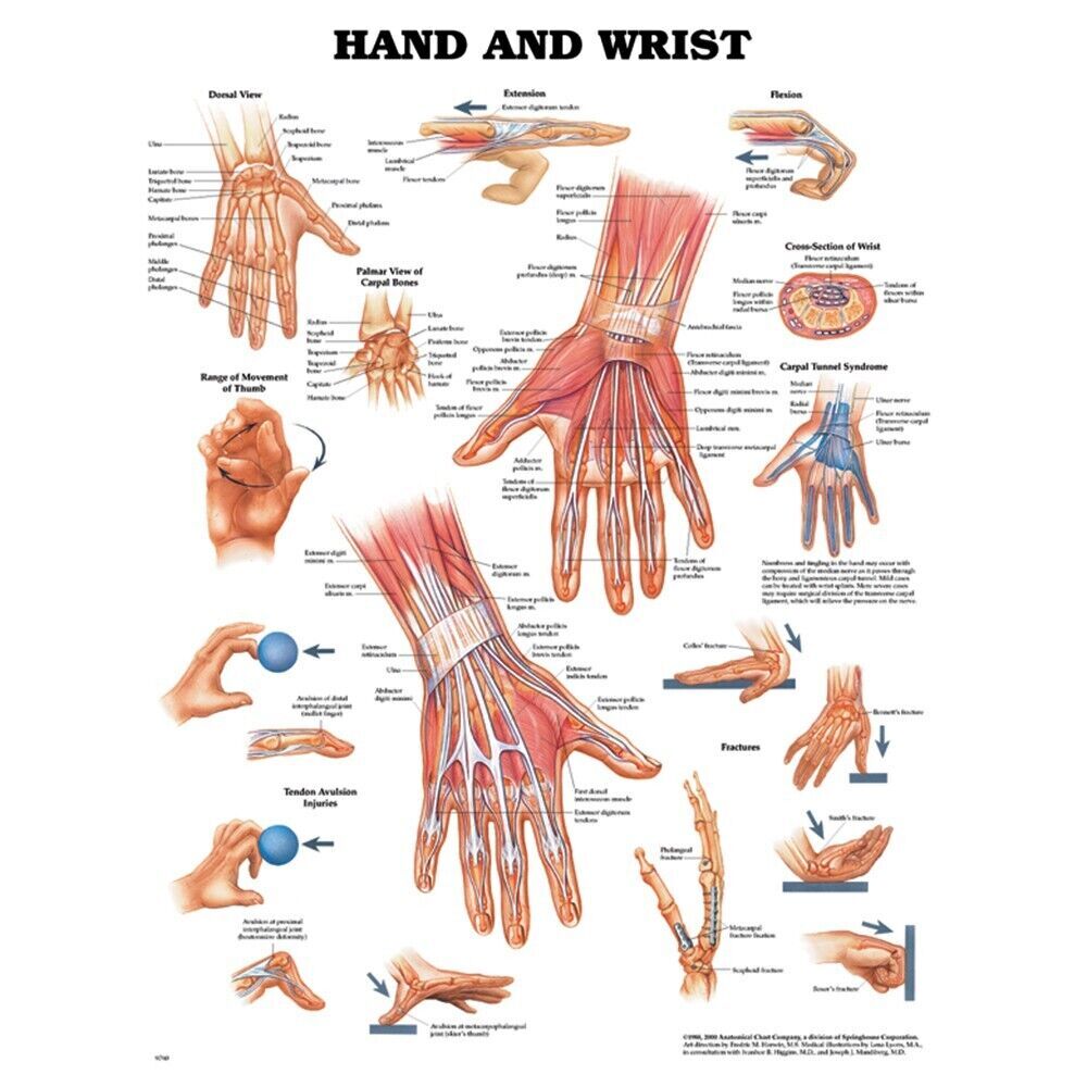 MILS Hand & Wrist Anatomical Chart 20" x 26"