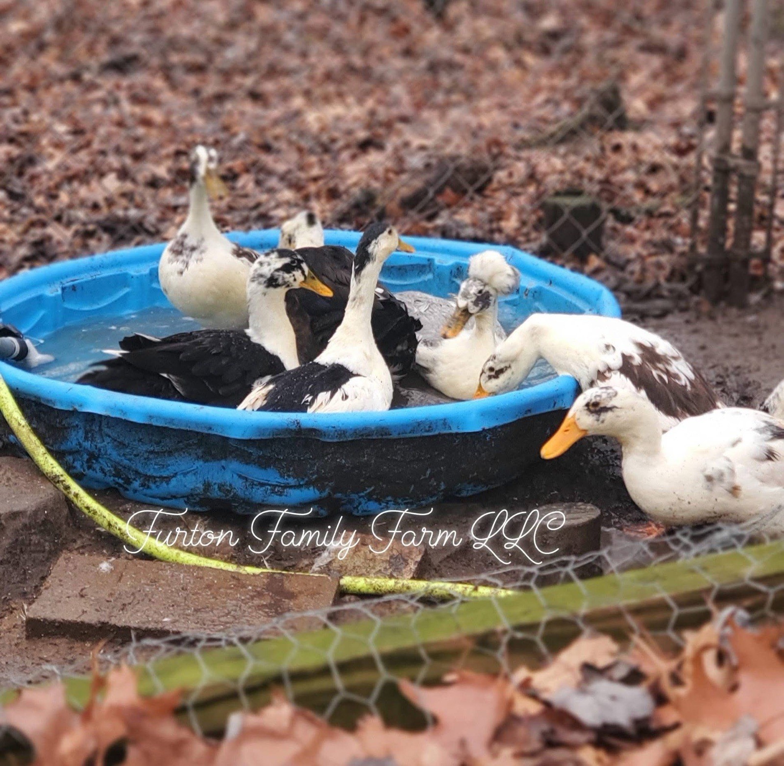10 Crested Magpie Duck Hatching eggs *RARE*