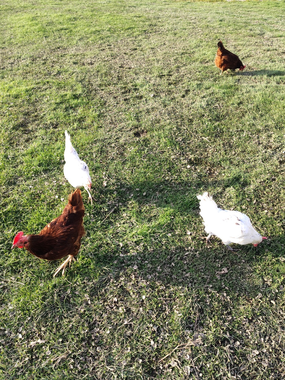 12 Barnyard mix hatching chicken eggs